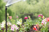 Rain Bird JET SPIKE Microsprinkler, Sprüher einsteck, 0