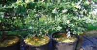 Druckkompensierter CNL Tropfer PC iDrop 2.2 ltr/h, 50cm Mikr